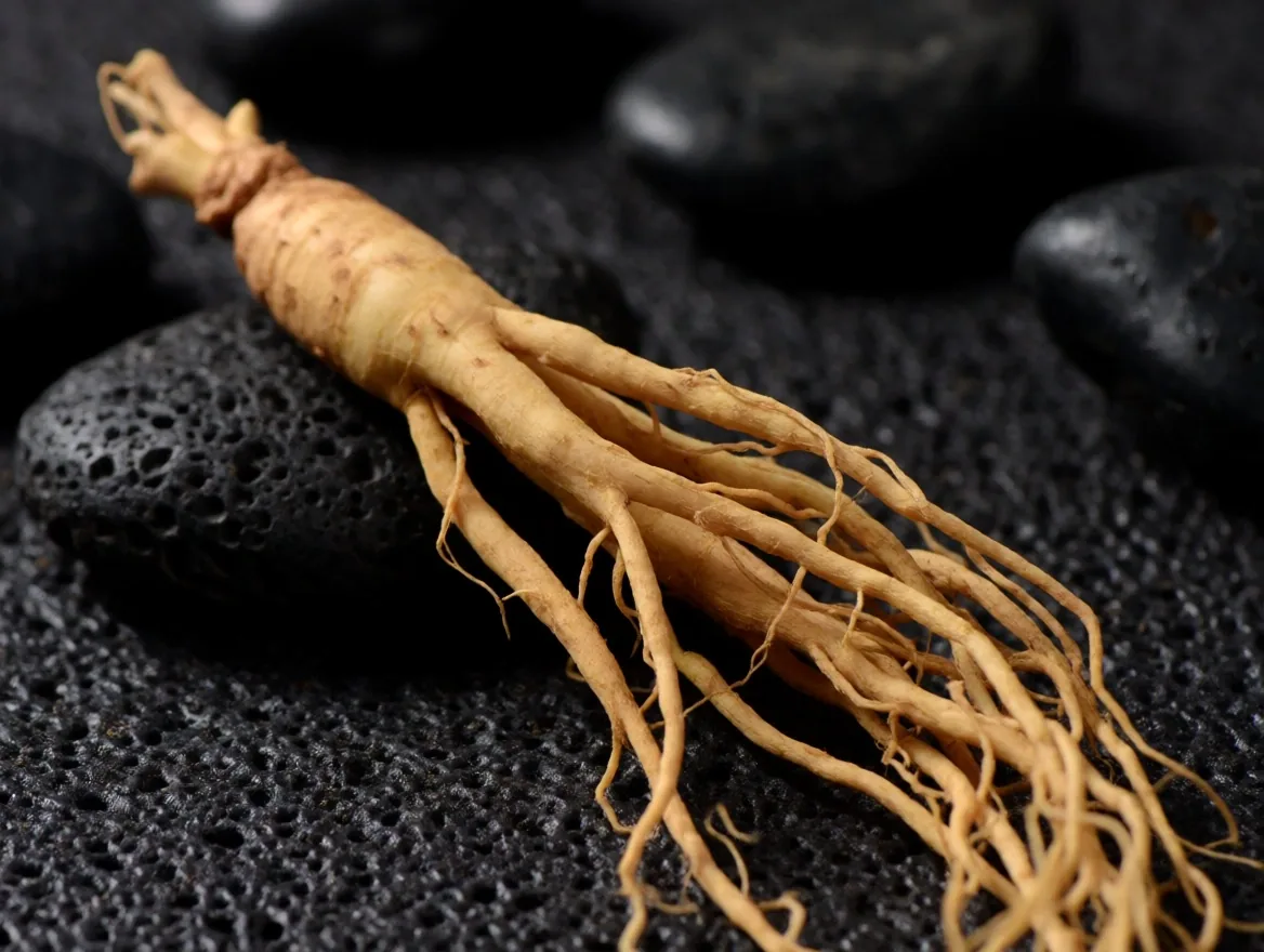 Panax Ginseng root specimen on dark surface